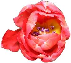 Tulpenbluete-rot-4.jpg